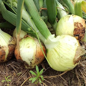 玉ねぎ