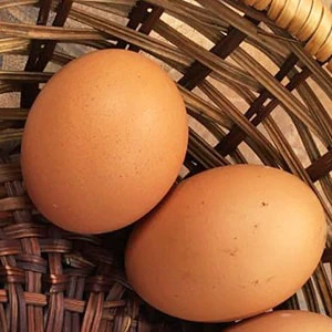 平飼い自然卵