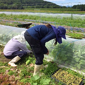 神楽農園　野菜づくり